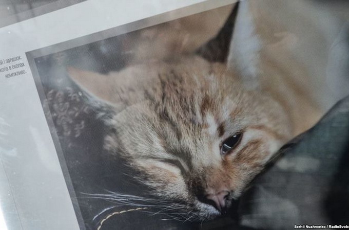 У Києві волонтери представили фотовиставку про тварин, залишених в зоні АТО